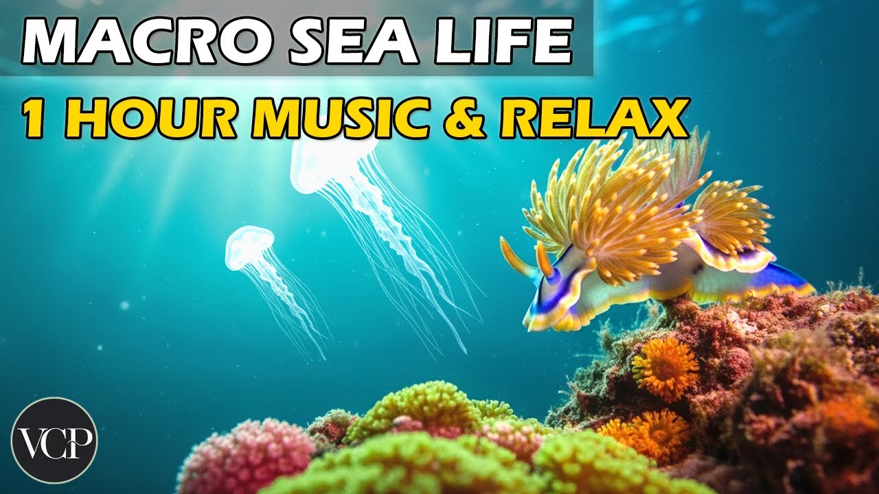 1 Hour Macro SEA: Relaxing Music for Deep Sleep & Stress Relief (Fish, Seahorse, Coral reefs) | 4K
