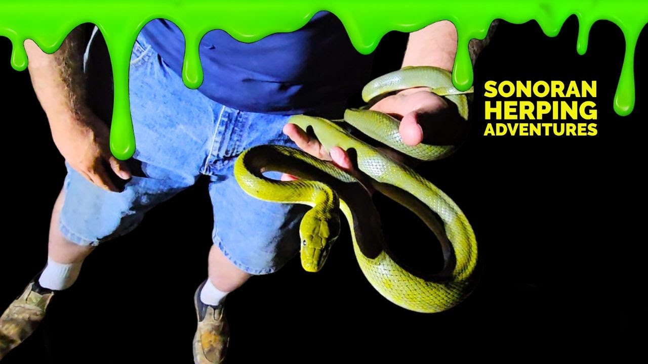 🐍 The Green Ratsnake Quest: Can using GREEN SLIME help? 💚