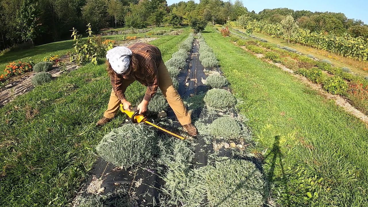 Lavender pruning with electric hedger
