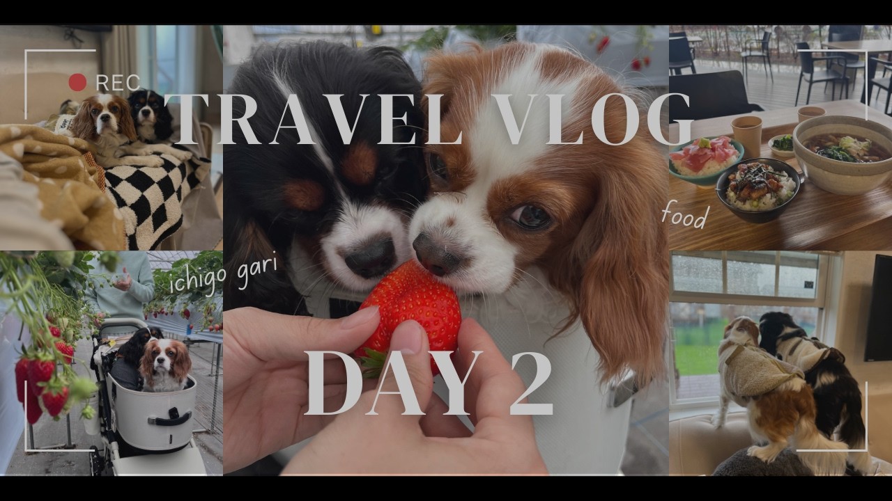[Vlog]山中湖旅行DAY2！雨でも安心のいちご狩りを愛犬と満喫🍓🐶