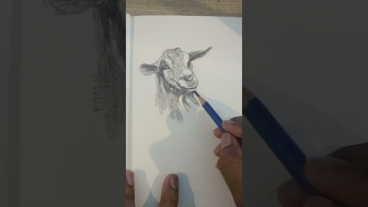 Goat Pencil Drawing