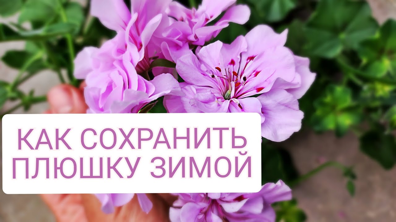 Готовим плющелистную герань к зимовке. Что делаем в Сентябре? 🍁