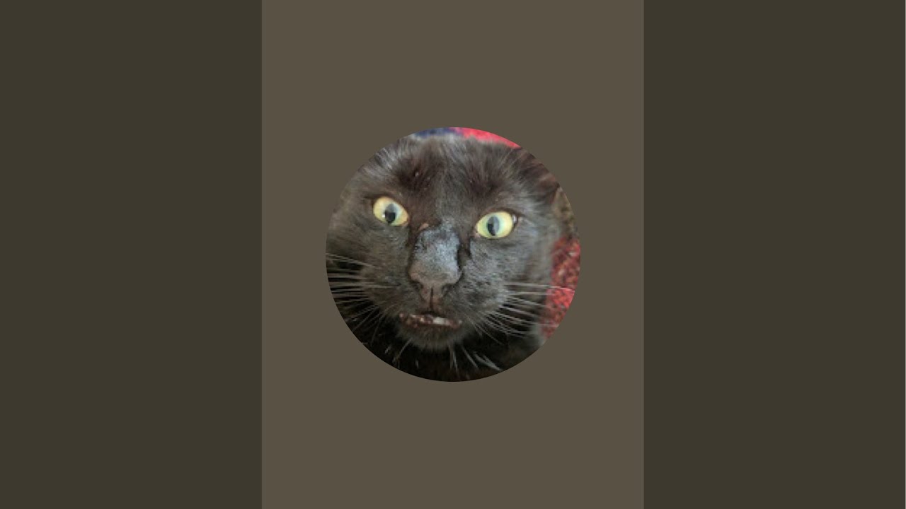 Groomzy Cat Grooming  is live