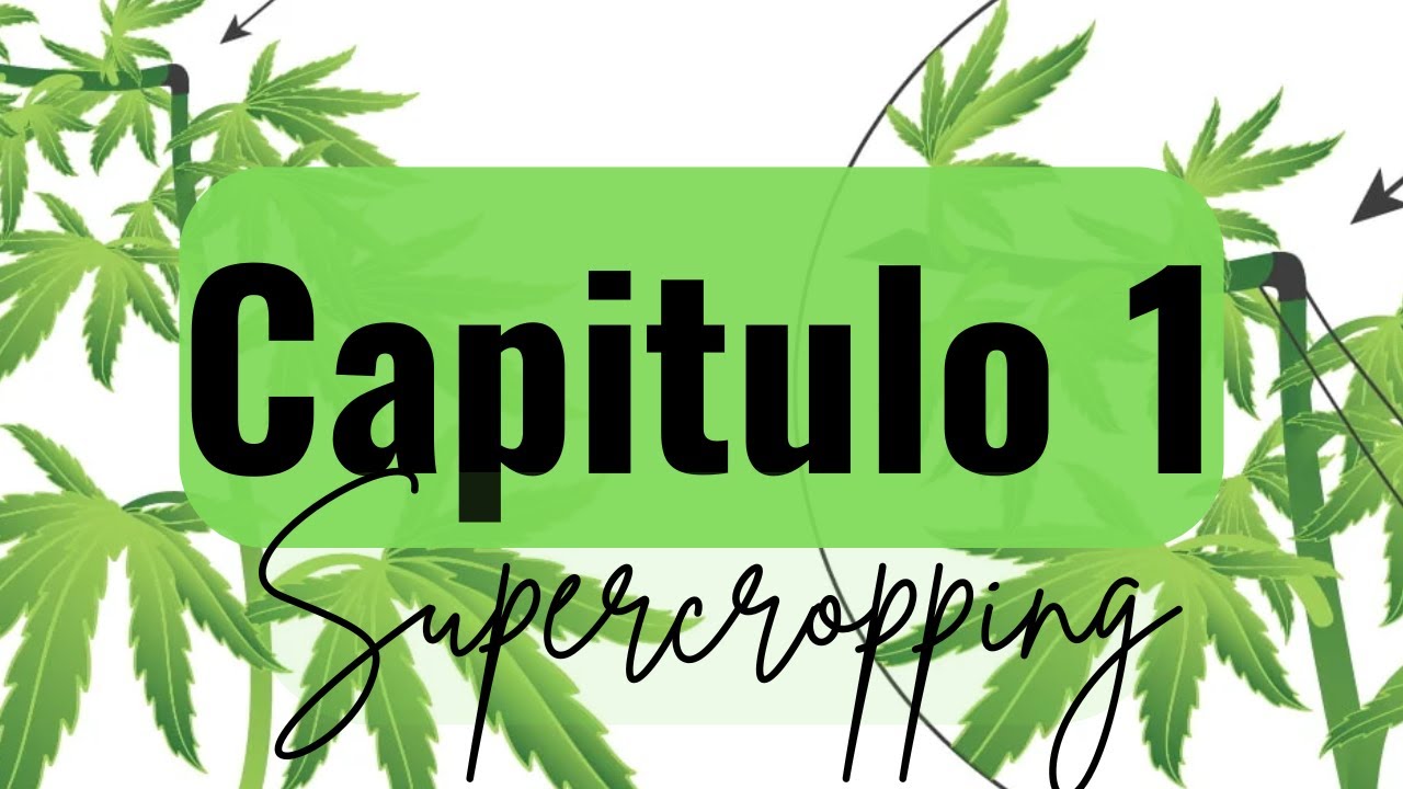 Supercropping: La Clave para Cogollos M&aacute;s Grandes | Cap&iacute;tulo 1 de 10