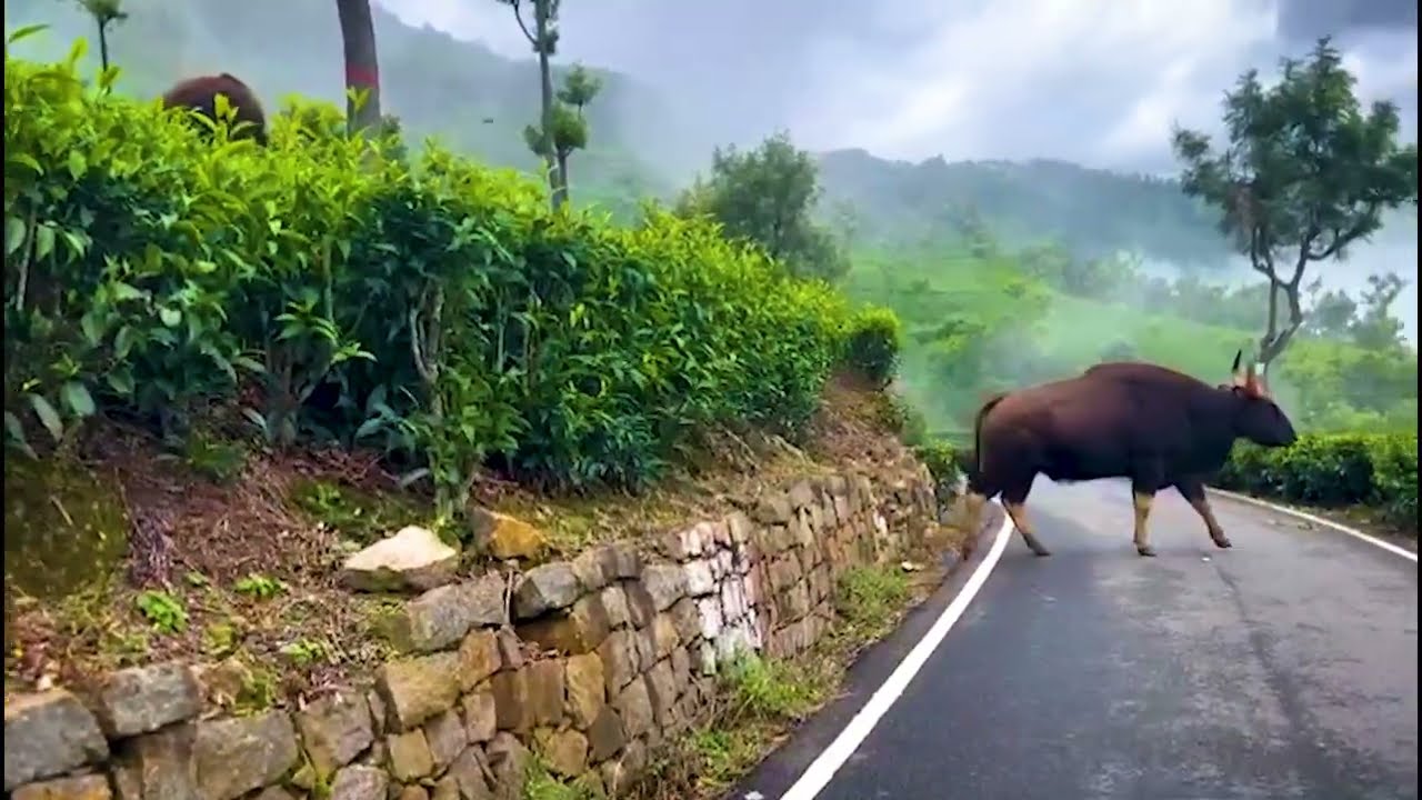 Glimpse towards Dolphin's Nose Coonoor