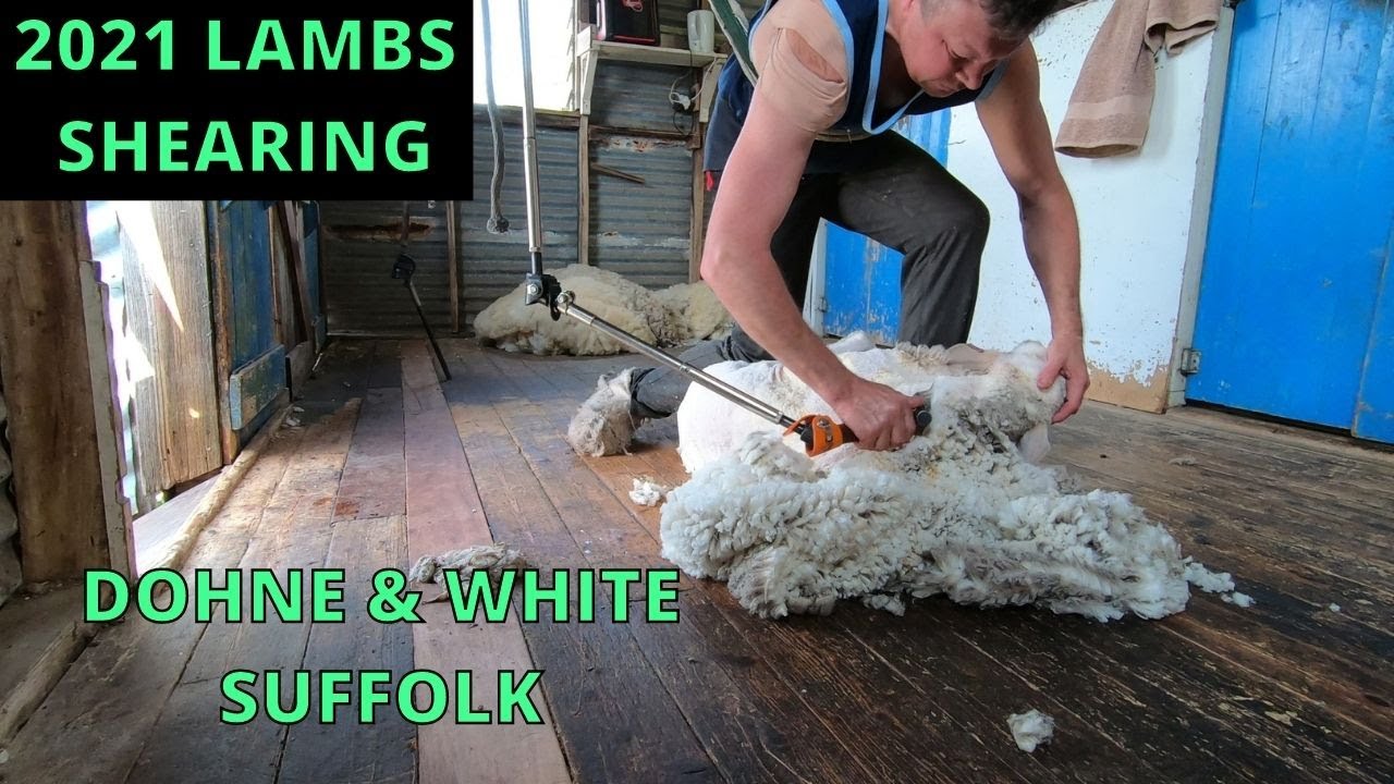 Lambs Shearing. Australian Dohne & White Suffolk Cross