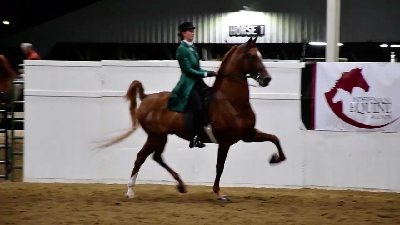 Taylor in Class 66 - English Pleasure under Saddle, Amateur at Dayton Horse Show in Springfield OH