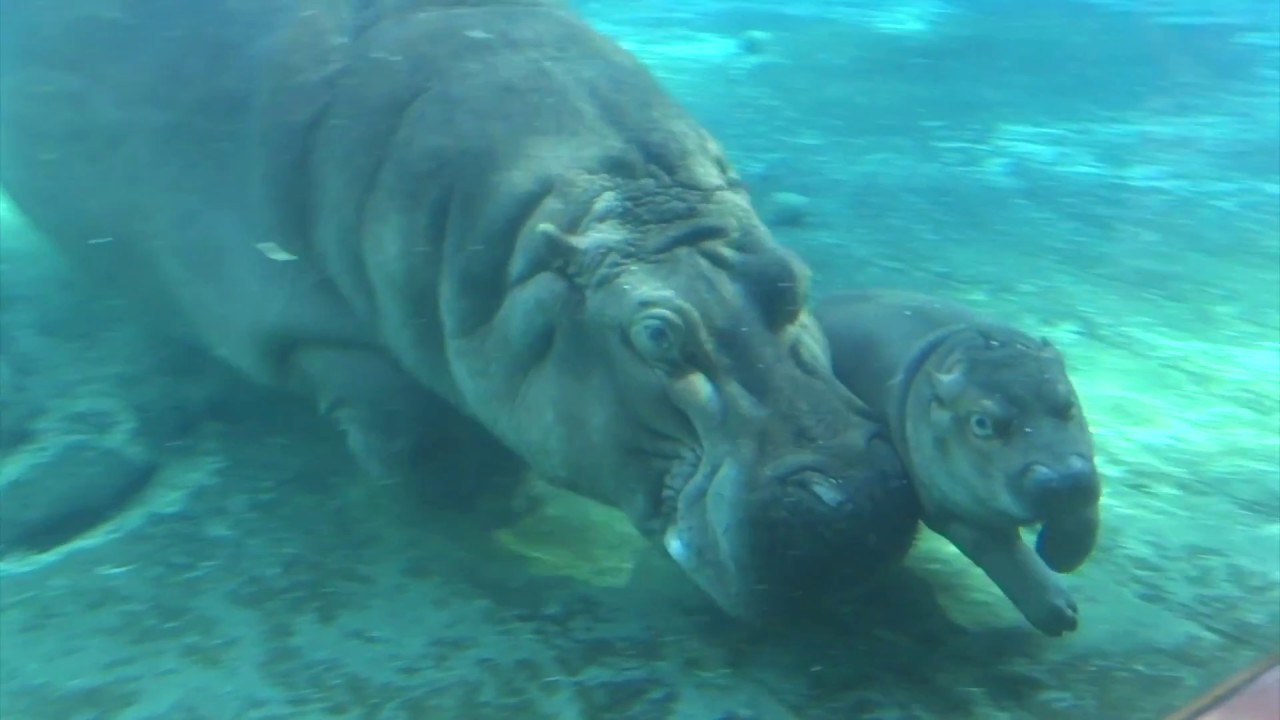 Baby Hippo 
