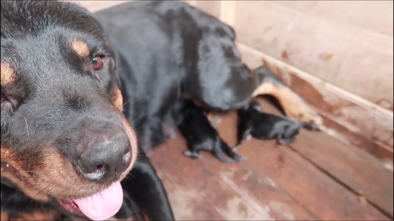 My Rottweiler giving birth to six puppies