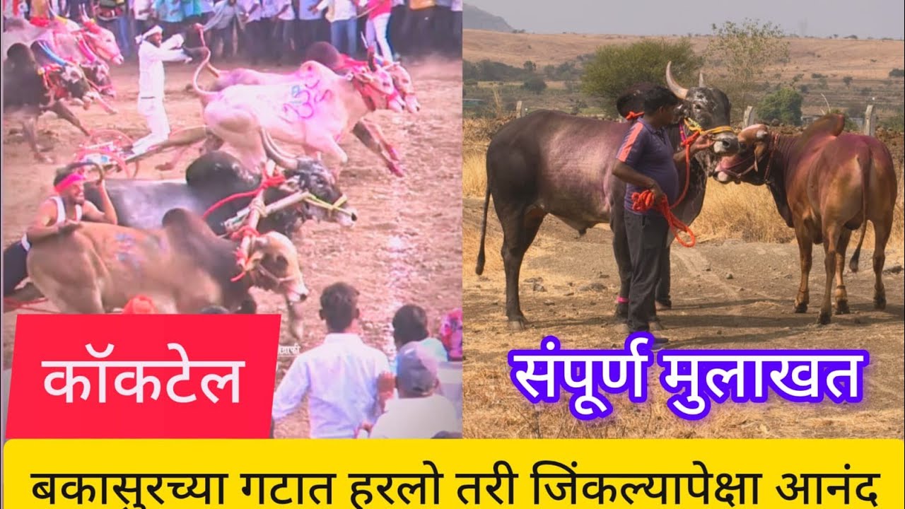 बकासुर च्या गटात पळाली हरली परंतु संपूर्ण महाराष्ट्रभर नाव झालं कॉकटेल विराट मुलाखत #निसर्गाची_नाळ 