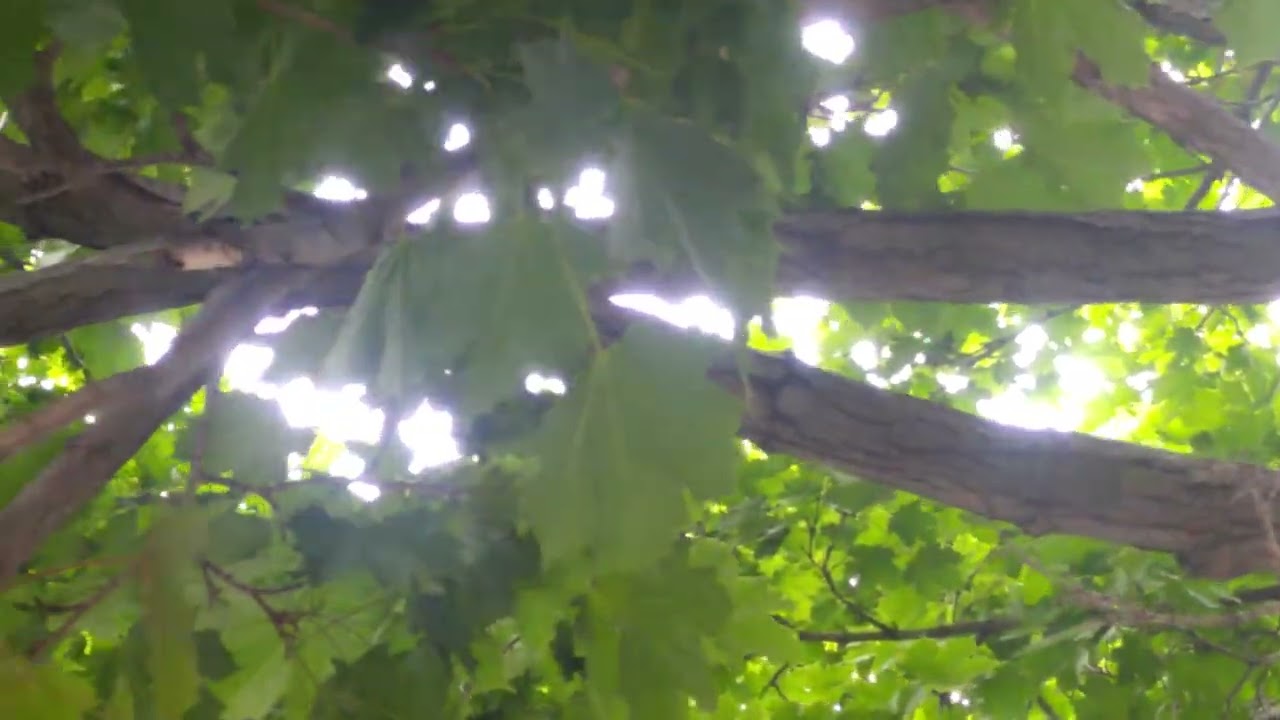 Experience the details of 4k video from 11 years old Phone LG V10