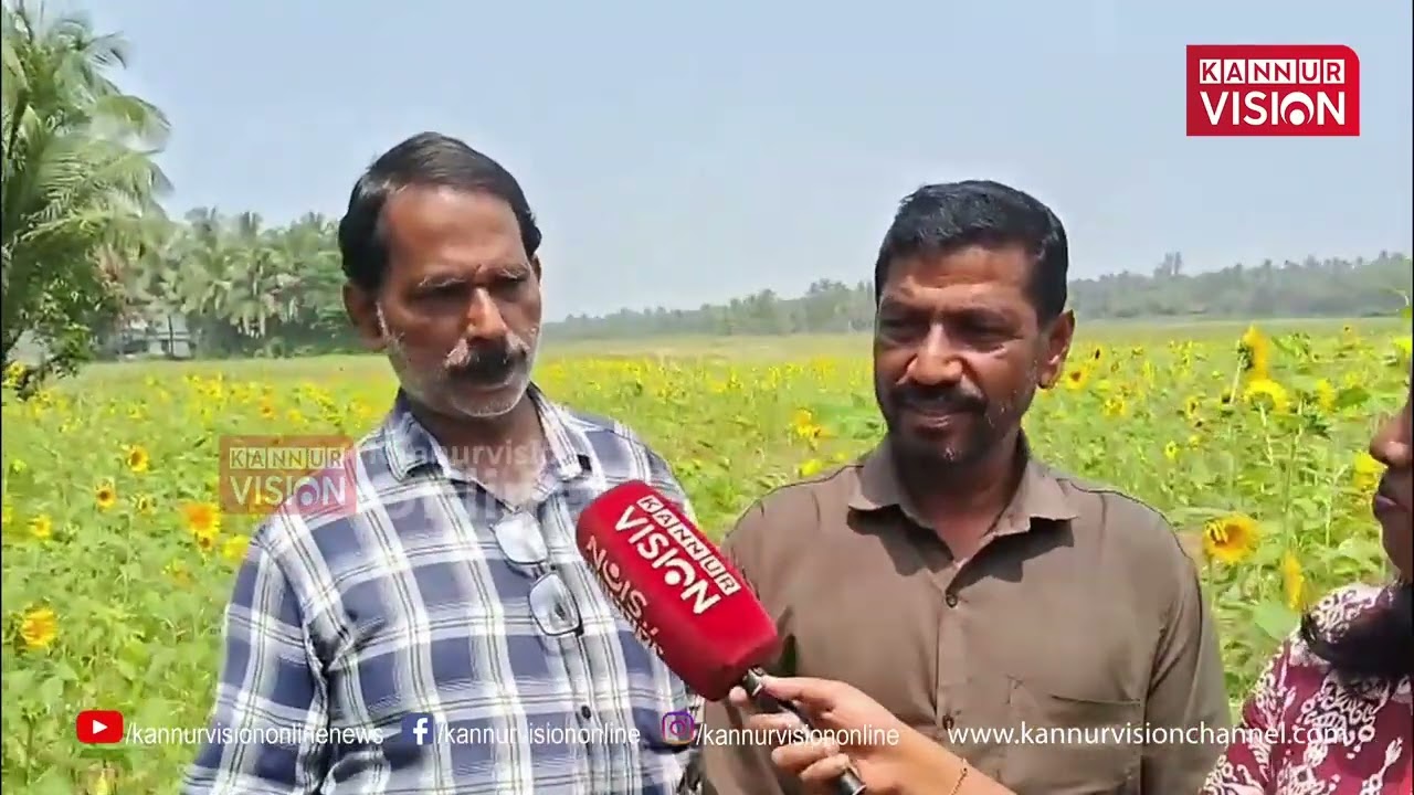 സഞ്ചാരികളേ ഇതിലേ; കണ്ണപുരം അയ്യോത്ത് ഇത്തവണ സൂര്യകാന്തി പൂക്കൾവിരിഞ്ഞത് ആറ് വർണ്ണങ്ങളിൽ |Sun Flowers