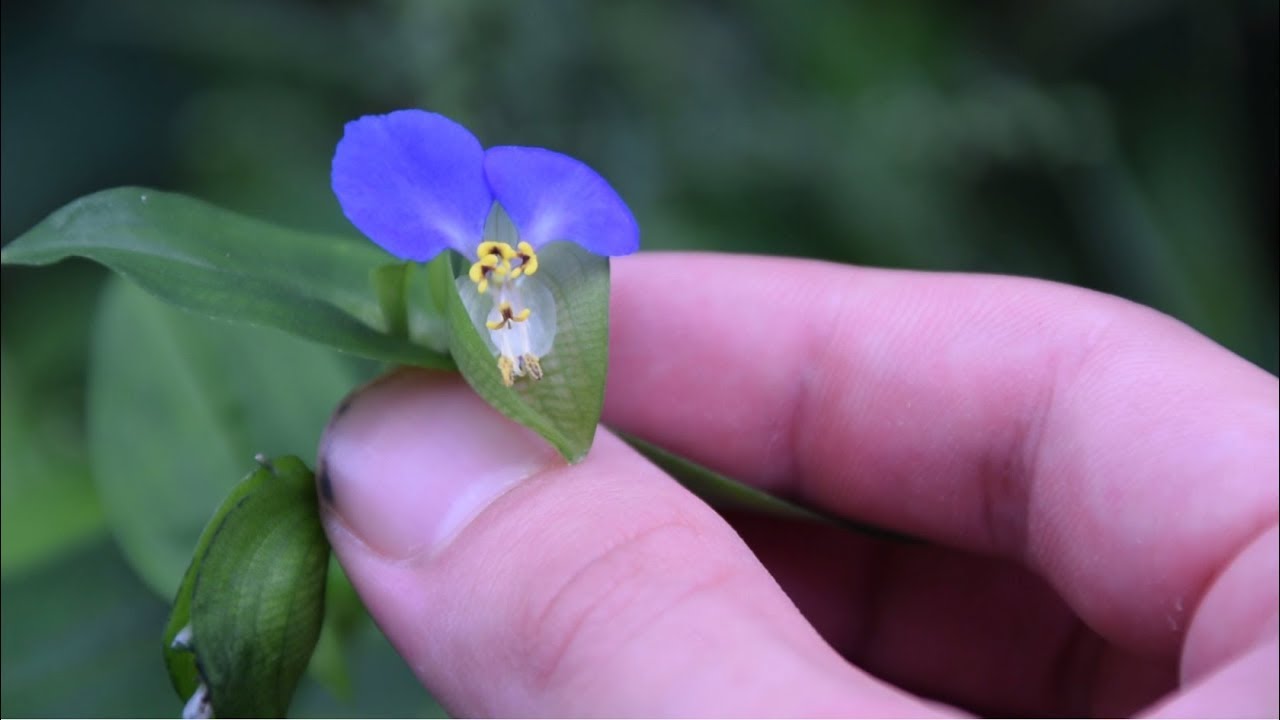 3 Obscure Wild Edibles You Can Find While Foraging - Chufa, Asiatic Day Flower, Clear Weed