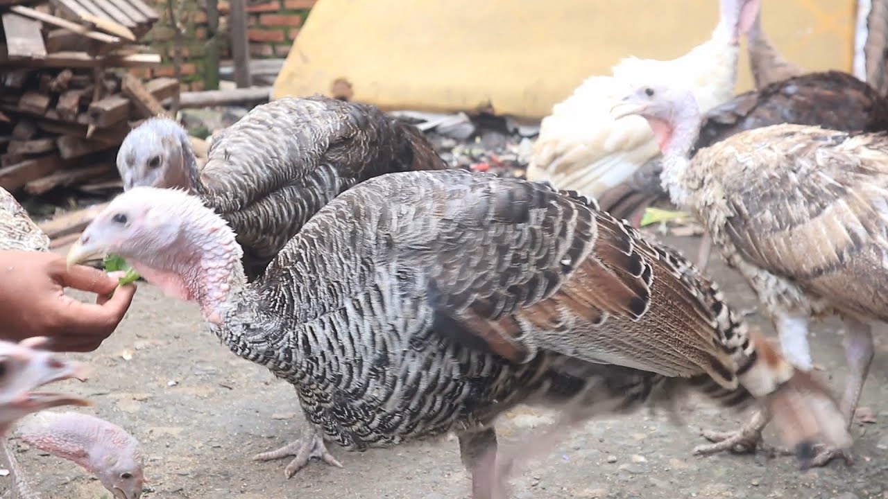 PENJUAL AYAM KALKUN RUMAHAN ANAKAN INDUKAN