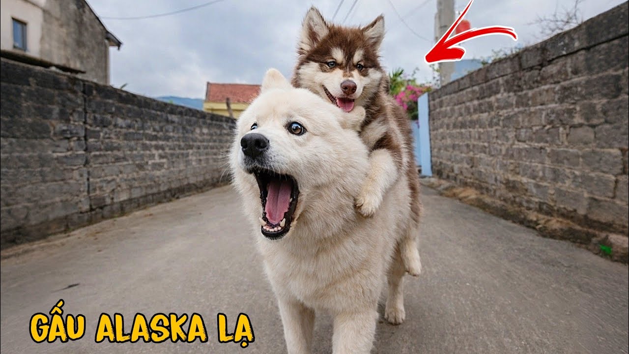 Hốt Hoảng Chó Trắng Gấu Tuyết Tìm Thấy Gấu Alaska Baby Từ Chiếc Hộp Lạ, Ngáo Husky Có Biểu Hiện Lạ?