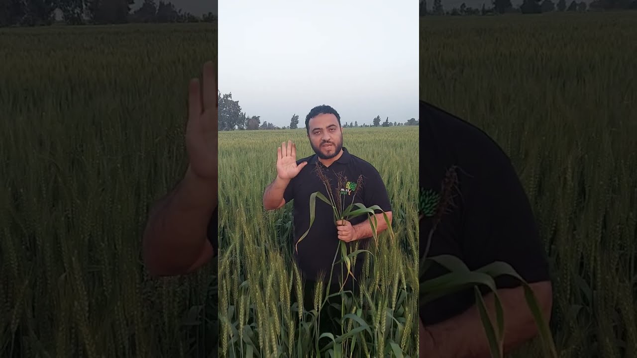 تفحم سنابل القمح