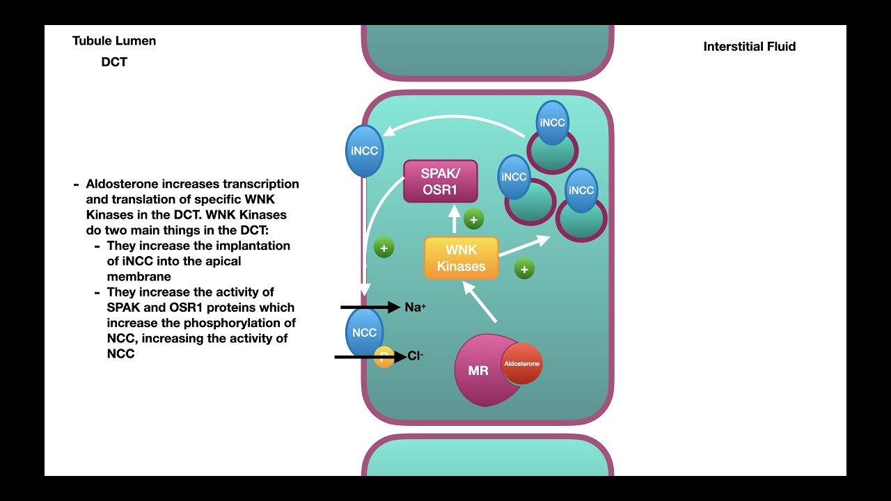 Aldosterone