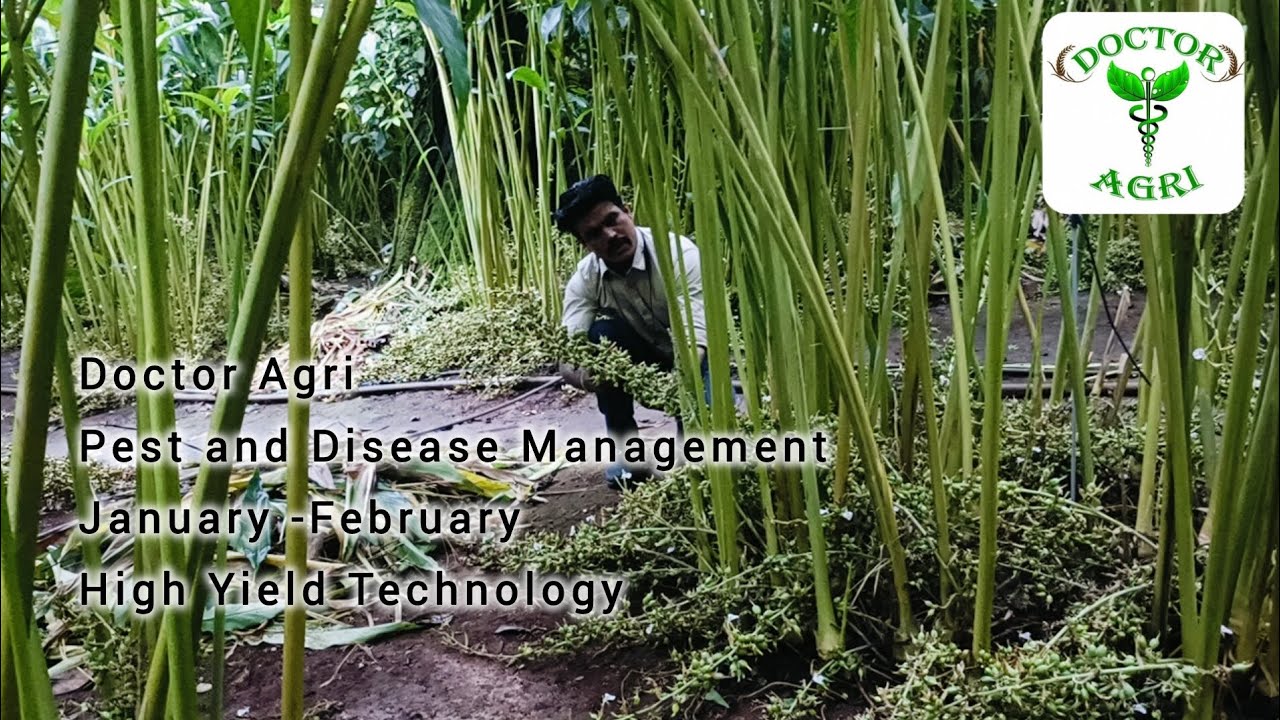 Doctor Agri*Pest and Disease Management January -February*High Yield Technology
