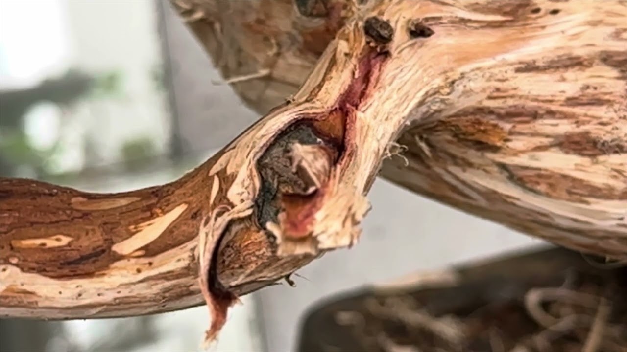 舍利真柏全記錄