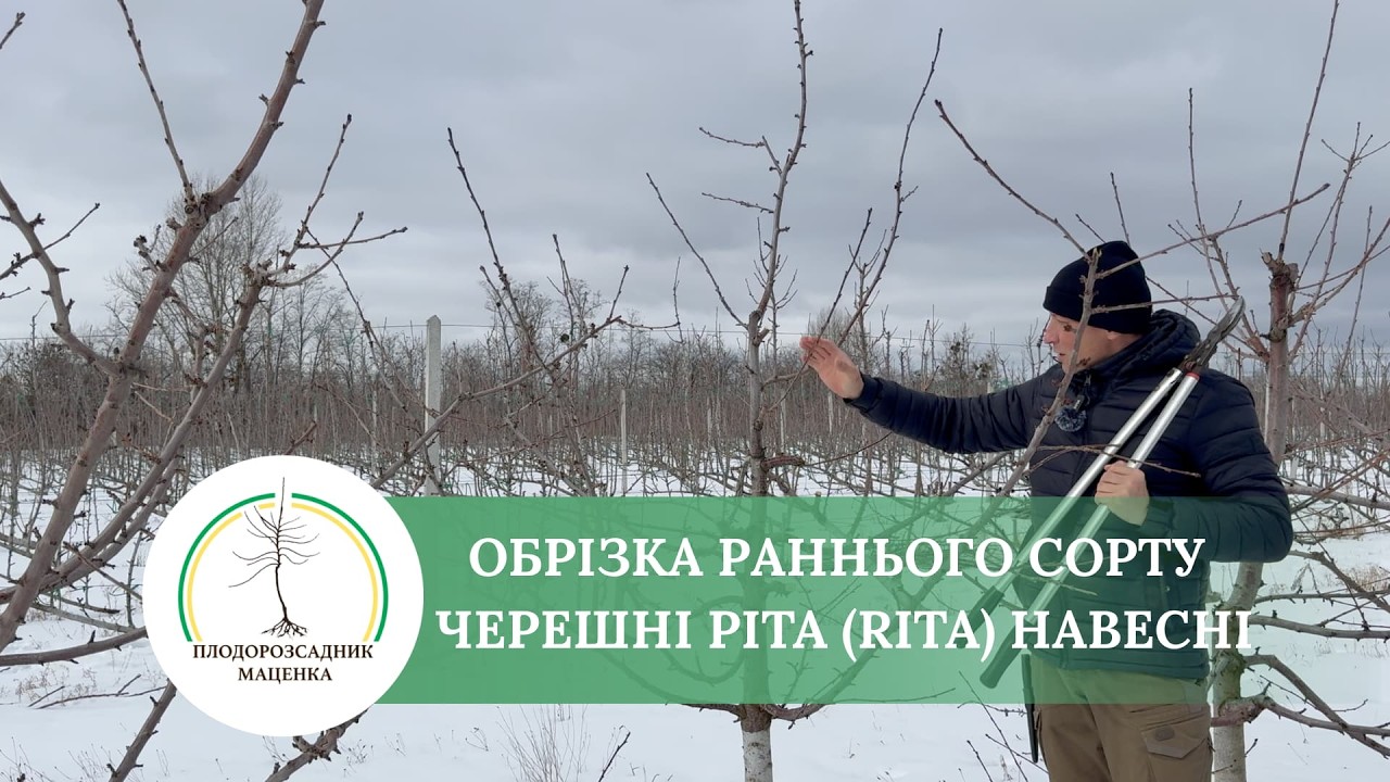 Обрізка раннього сорту черешні Ріта (Rita) навесні