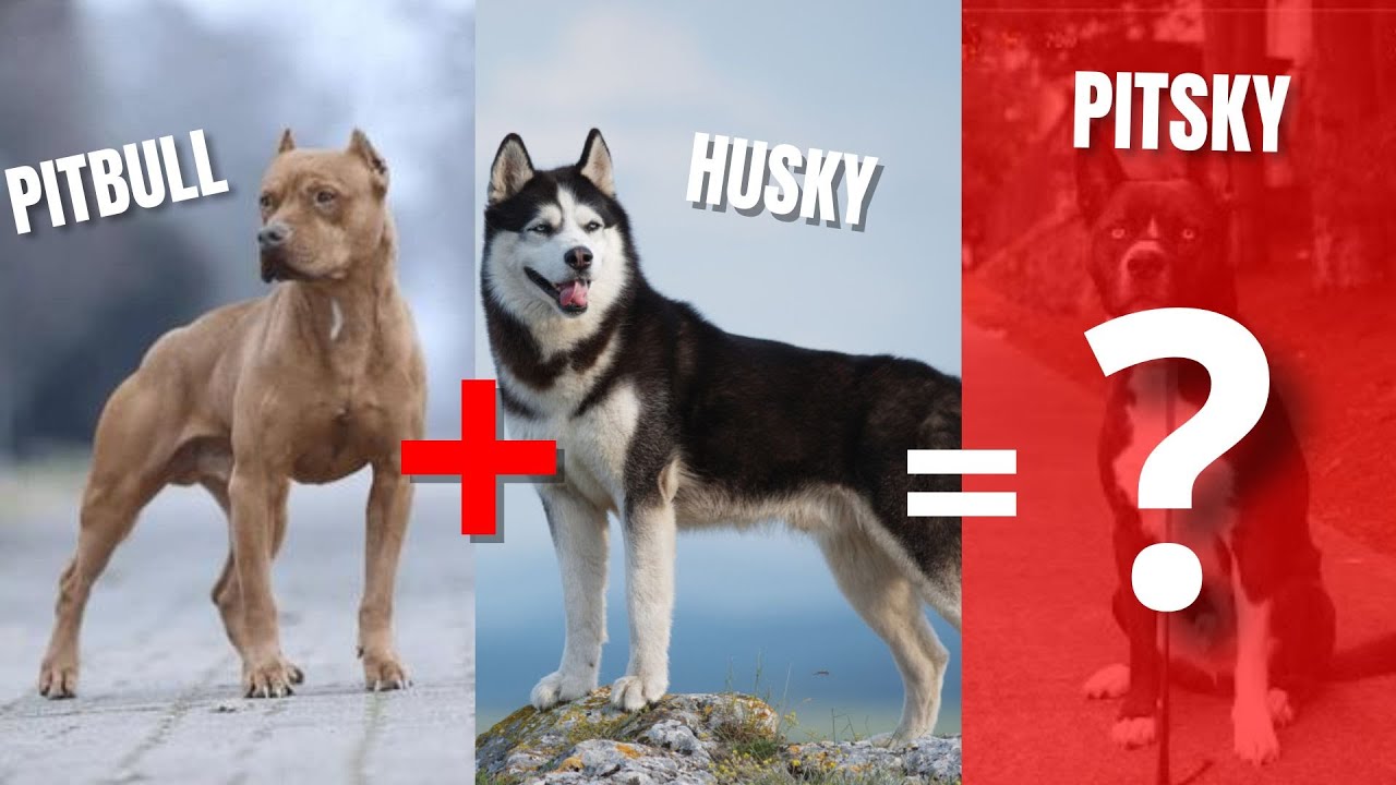 The Incredible Growth of a Pitsky: From Pup to PowerHouse