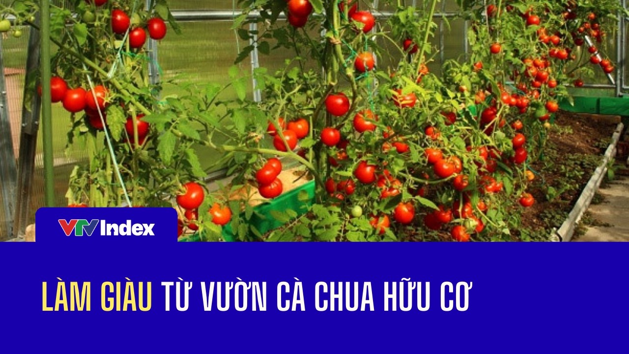 Làm giàu từ vườn cà chua hữu cơ | VTVIndex