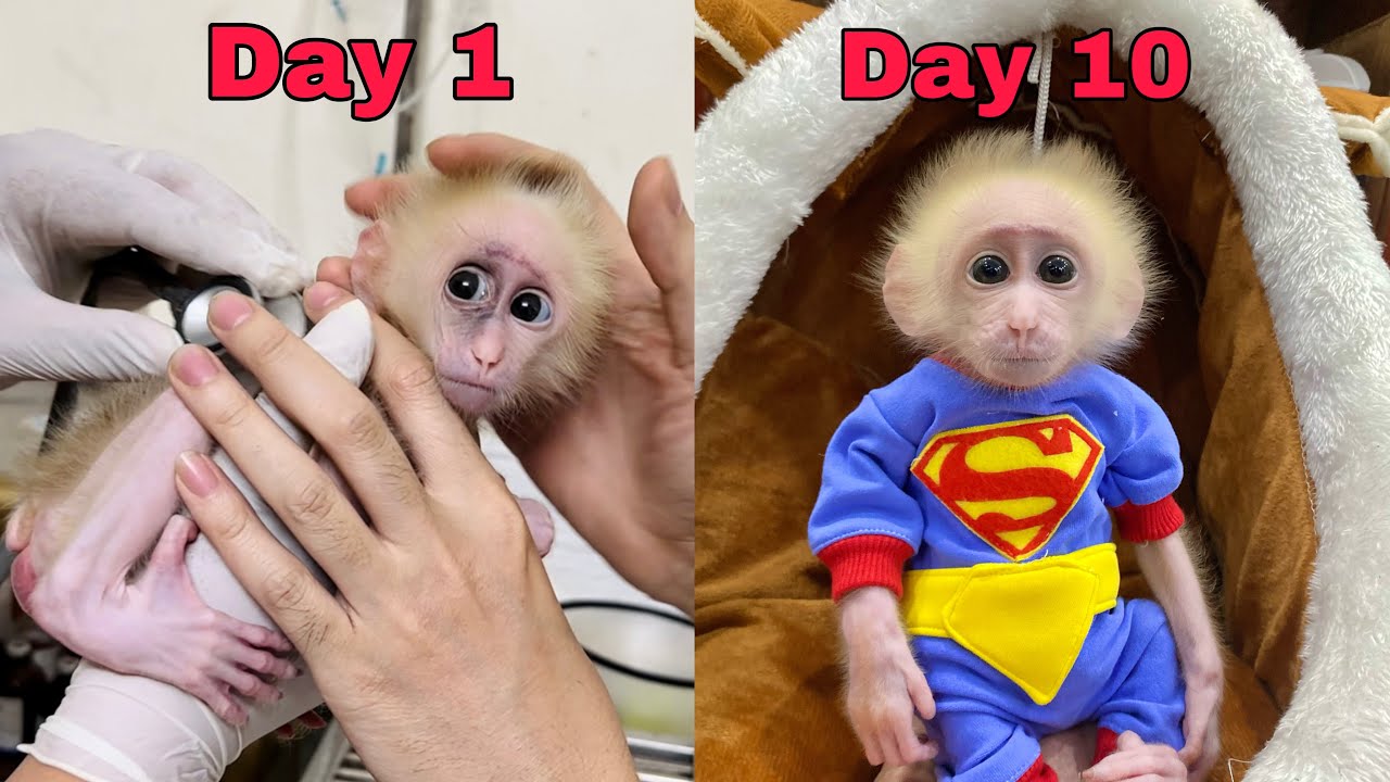 The journey to saving the life of Baby Monkey Mew Mew