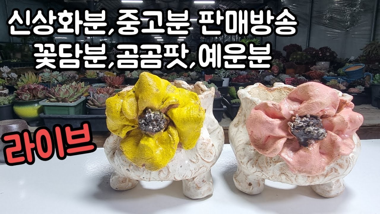 행복하다육 화분방송❤️💕