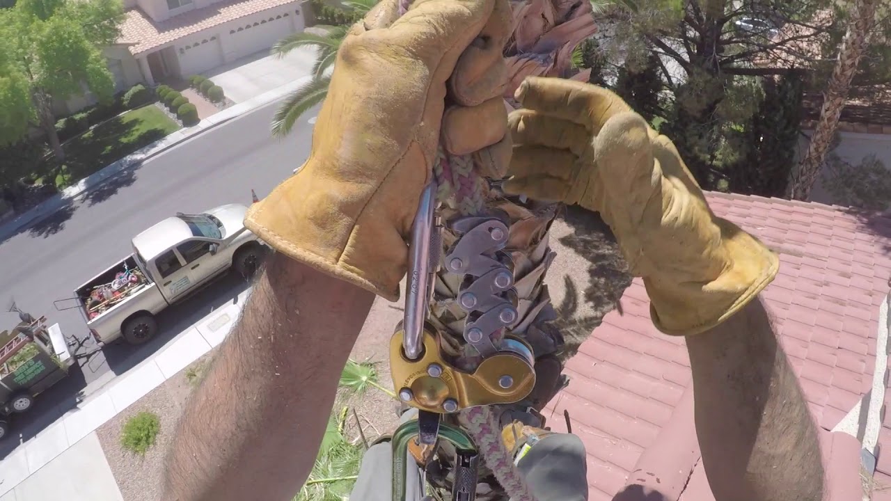 HOW I TRIM TALL PALM TREES (PETZL ZIGZAG/ZILLON)