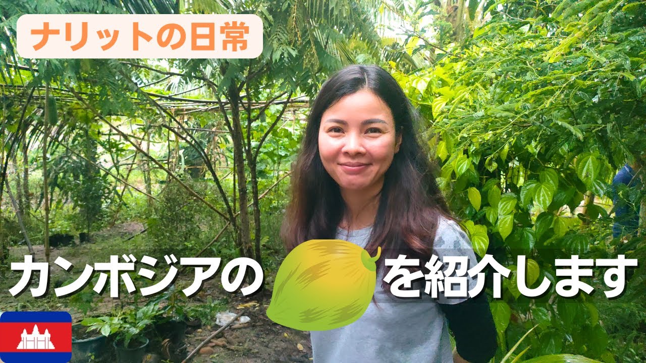 【カンボジアの畑】久しぶりに畑に来ました！大きく育ったココナツを飲みます！《前編》