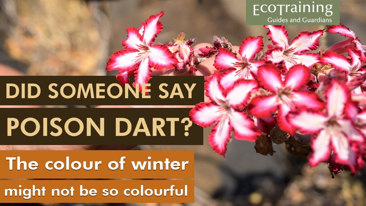 Flora Fridays: Impala Lily | Adenium multiflorum