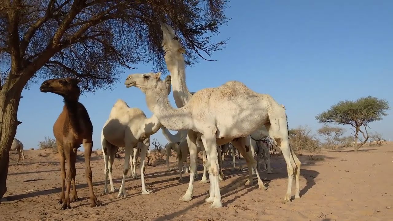 Hothon ka vilom 🌳🐫🇸🇦