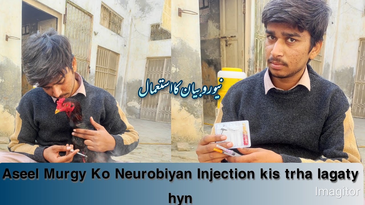 Aseel Murgy Ko Neurobiyan Injection Kis liye or kis trha lagaty hyn