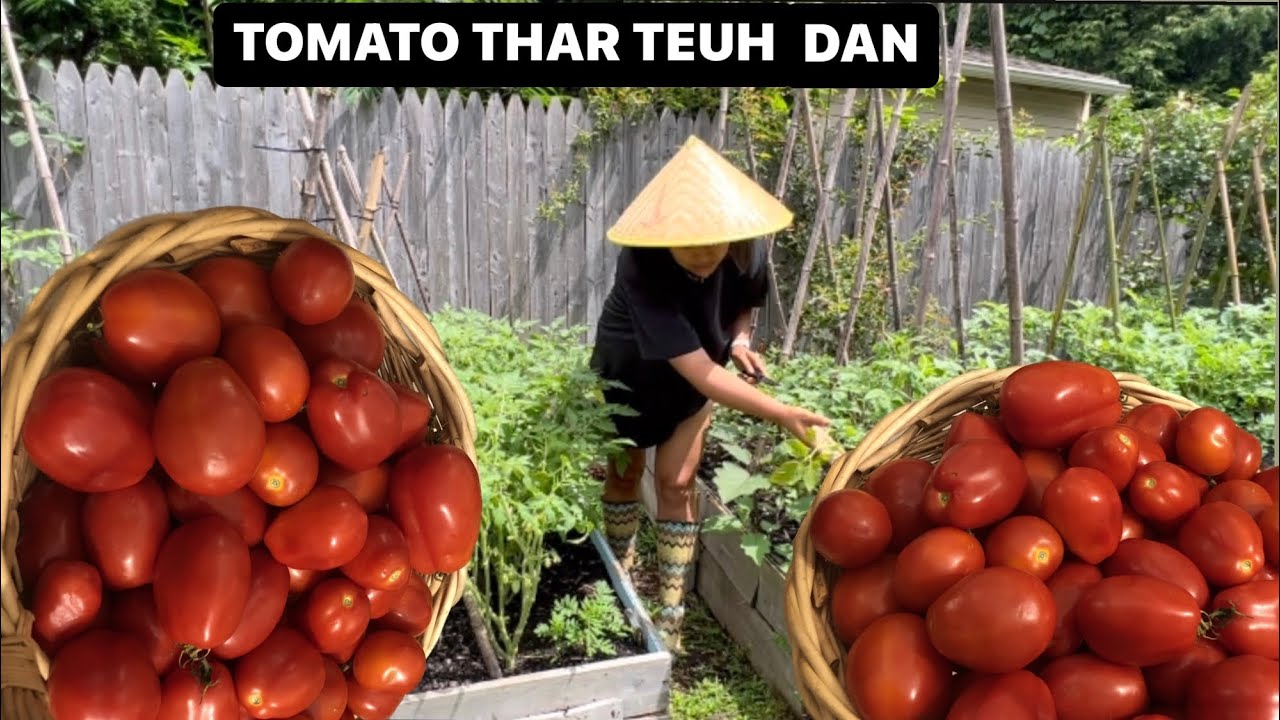 TOMATO RAH THAT DUH DAN || RADISH KAN THAR