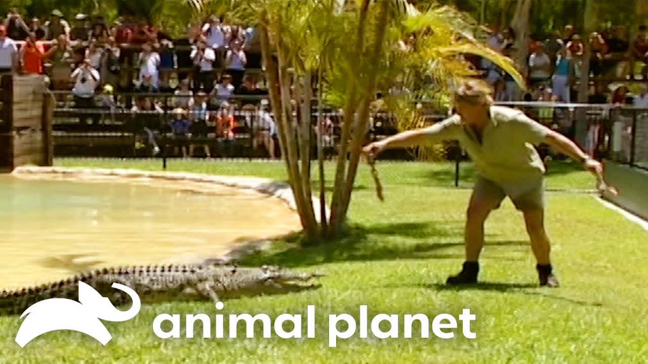 Steve Relocates His Feistiest Crocodiles | The Crocodile Hunter | Animal Planet