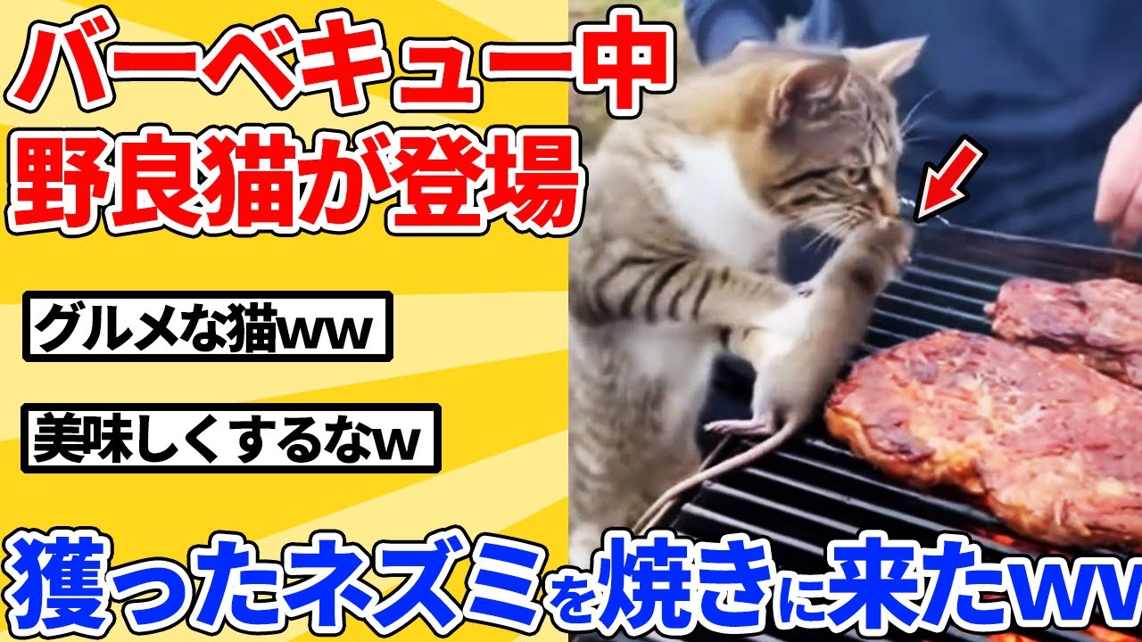 【2ch動物スレ】バーベキュー中に野良猫登場→獲ったネズミを焼き始めるｗｗｗｗｗ