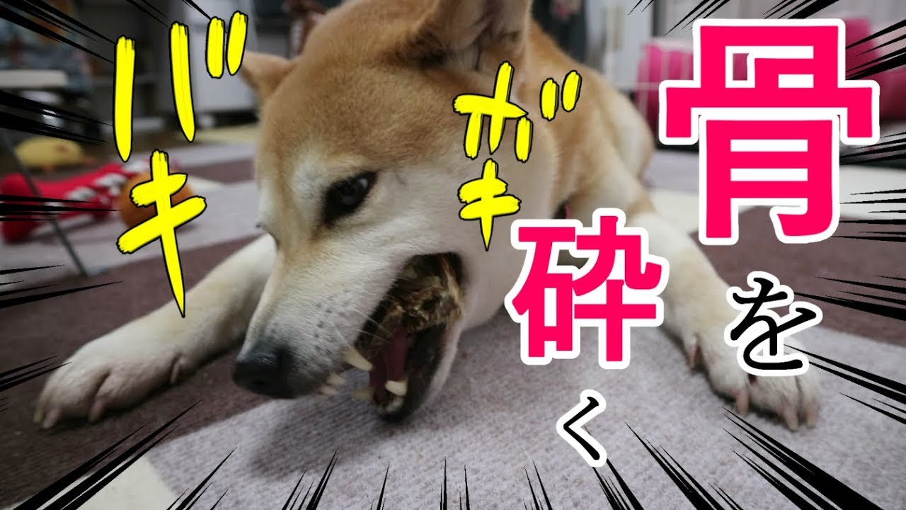 柴犬小春　耳も垂らして夢中！【ASMR】鹿の骨を喰らう柴犬の動画 Deer Bone
