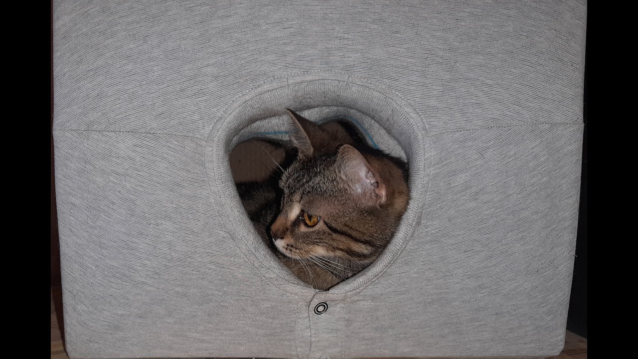 Как сделать домик для кошки за 5 минут | How to make a cat house in 5 minutes