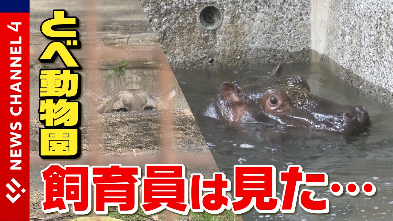 【驚き】飼育員もびっくり！な動物たちの行動＆カバのまんぷく埼玉での新生活＜NEWS CH.4＞