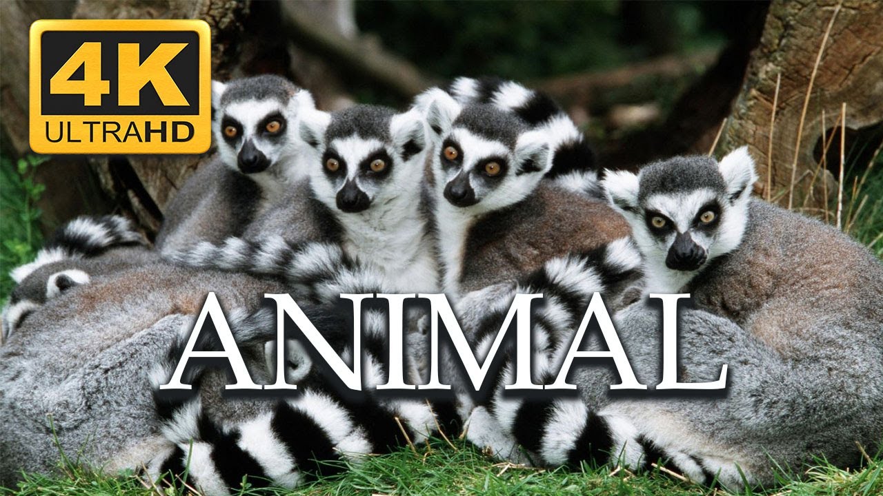 Beautiful Relaxing Music, Animals Close up, Stress Relief, Reduce Anxiety - Adventure with Music