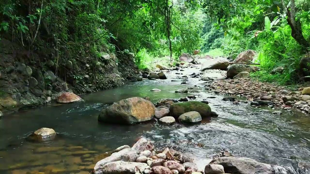 Peaceful Jungle Stream Sounds with Clear Water and Moss Covered River Stones Natural Calm