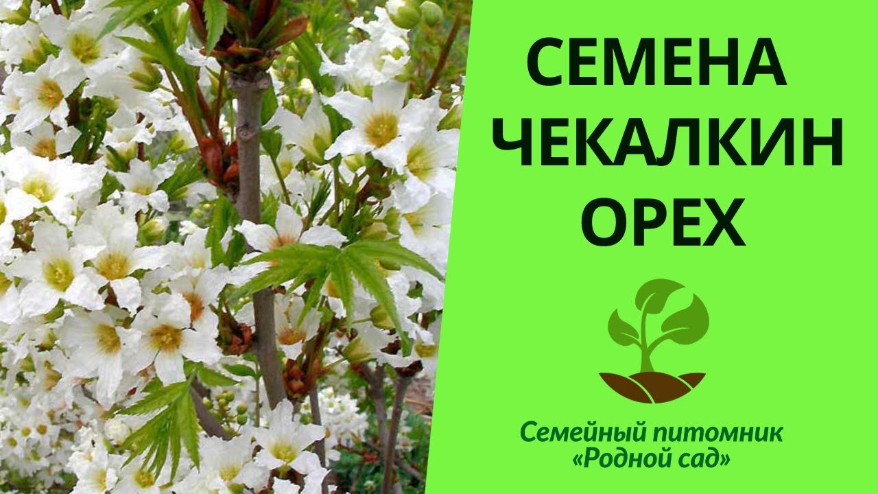 Семена чекалкин орех для выращивания саженцев в Украине. Ксантоцерас рябинолистный описание
