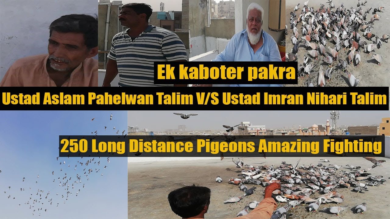 Aftab Bhai Or Amir Bhai V/S Khalifa Abid Quraishi | 250 Kabooteron ki pallay ki Ghamasaan Larrayya