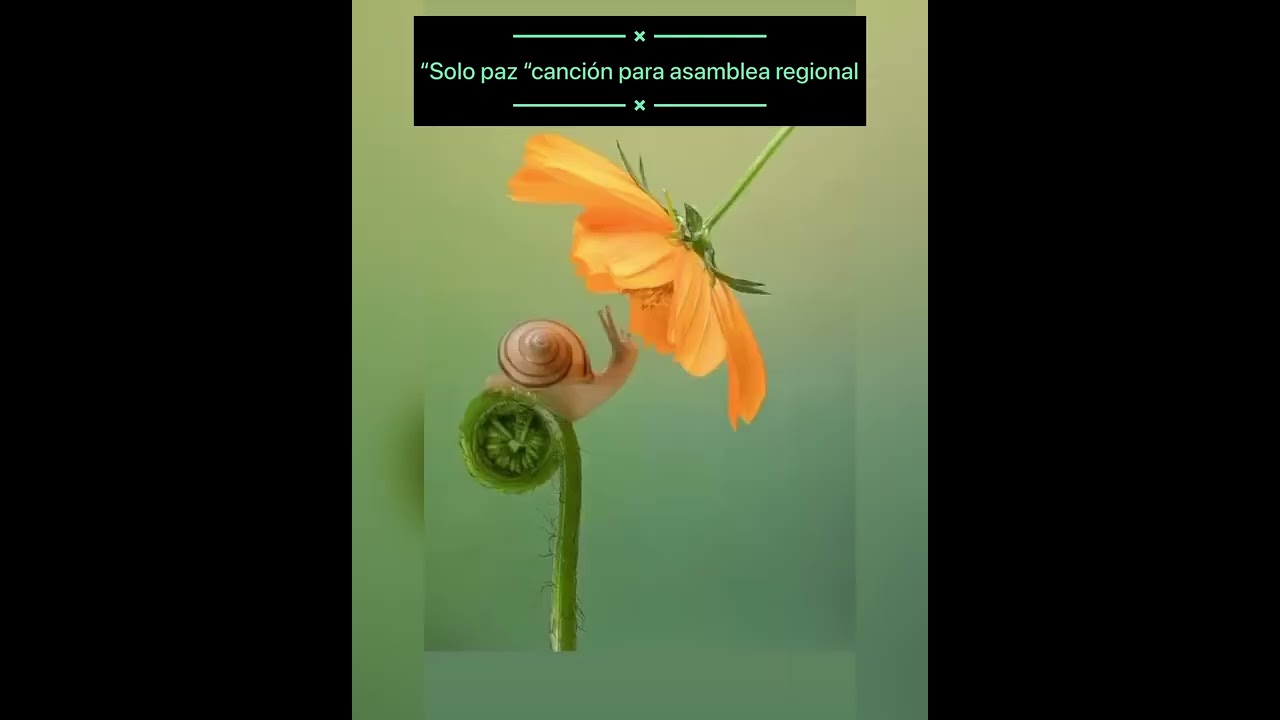 “Solo paz “canción para asamblea regiona