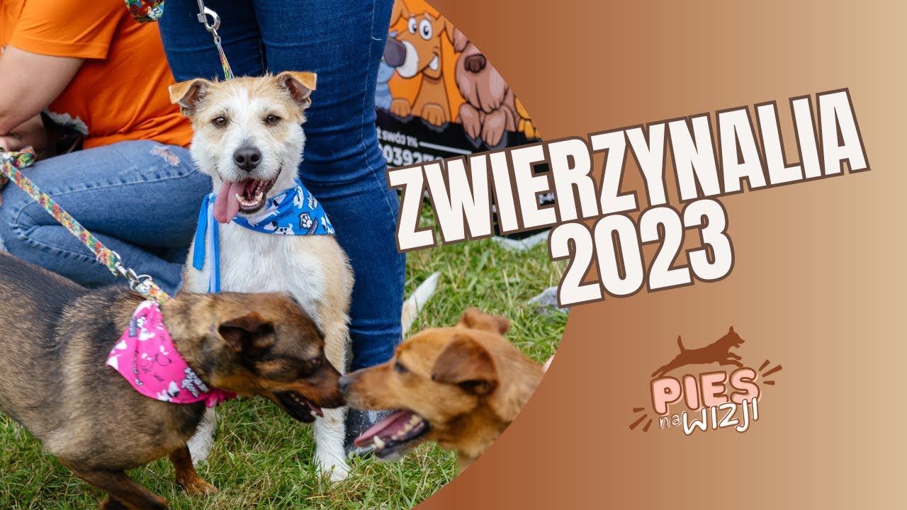 Pies na wizji #1 Zwierzynalia2023
