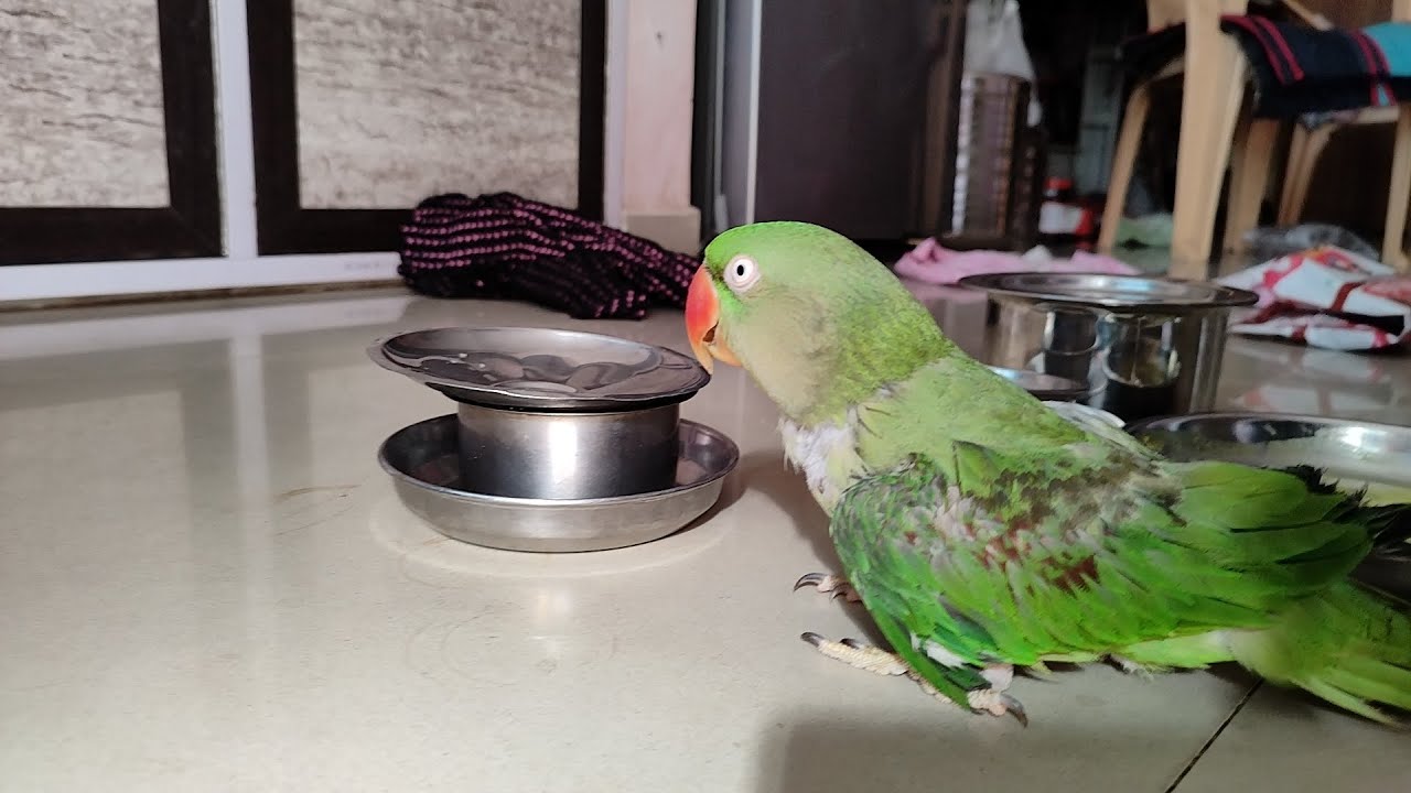 Parrot mithu 🦜