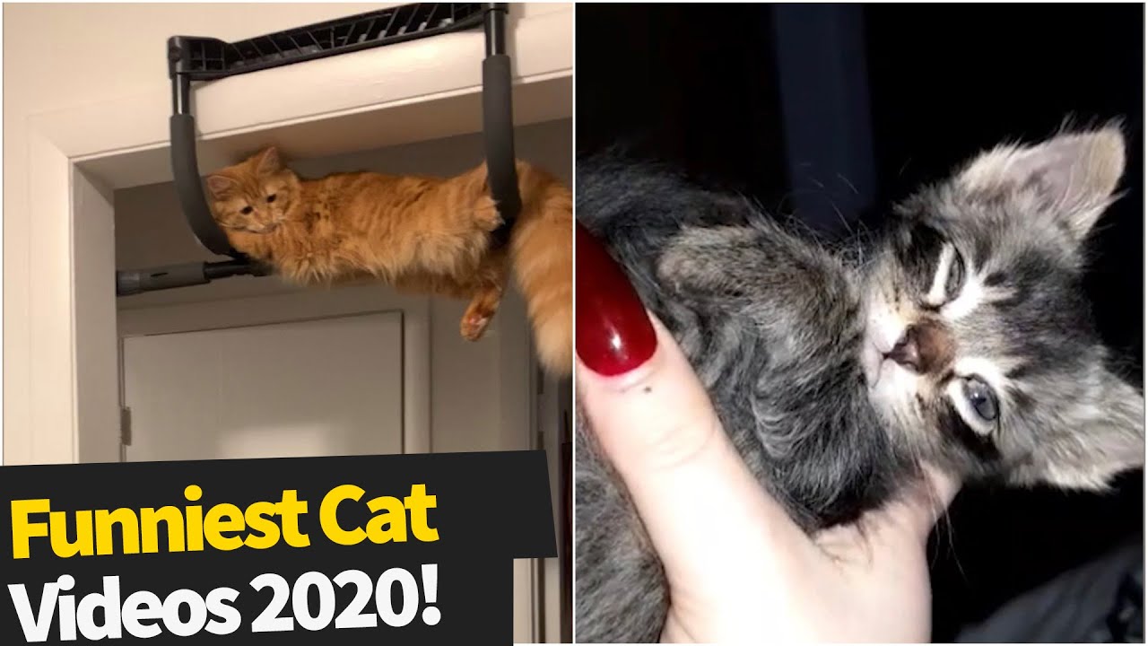 40 Hilarious Cat Viral Videos | Ultimate Cat Compilation Of 2020 So Far