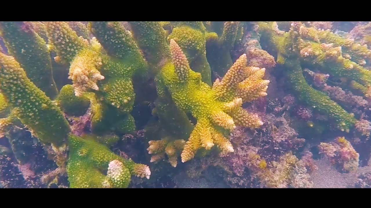 Ocean Gardener Coral Farm Tour
