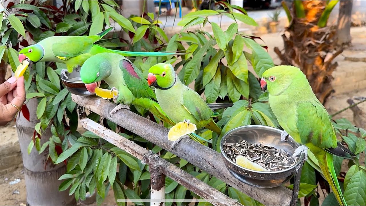 Natural Parrot Sounds | Natural Parrot Voices