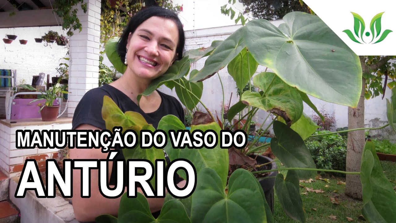 Manutenção do vaso do Antúrio